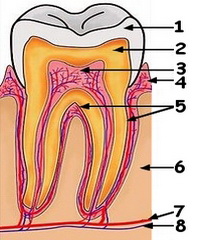 Anatomia dintelui