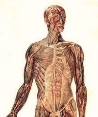 Anatomie generala