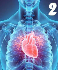 Fiziologia aparatului cardiovascular 2