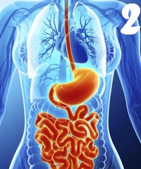 Fiziologia aparatului digestiv 2
