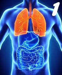 Fiziologia aparatului respirator 1