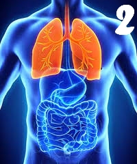 Fiziologia aparatului respirator 2