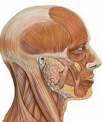 Muschii capului