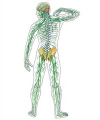 Sistemul nervos 1