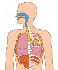 Sistemul respirator 1