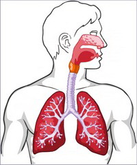 Sistemul respirator 2