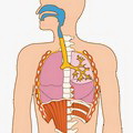 Sistemul respirator 1