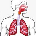 Sistemul respirator 2